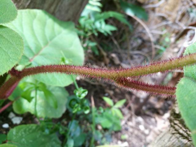 da determinare: cfr.  Actinidia sp.